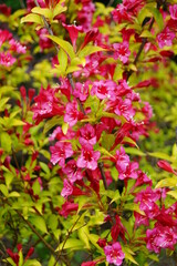 Weigela -  Caprifoliaceae - Weigela - Weigel wonderful - a beautiful pink flowering shrub