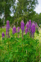 Obraz premium Blooming colorful lupine flowers - Lupinus polyphyllus - a garden on a sunny spring day- purple lupine, garden decorations