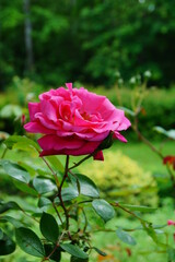 Beautiful , fragrant rose bush in the garden at summer day