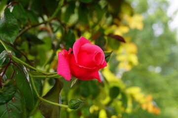 Beautiful , fragrant rose bush in the garden at summer day