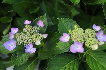 ガクアジサイのピンクと薄紫の花
