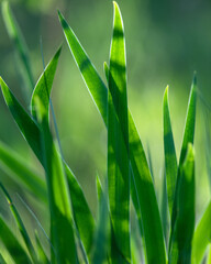 green grass on blue background. Wild Siberian iris (Iris sibirica) grows in wet areas of forests of...
