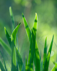 fresh green grass. Wild Siberian iris (Iris sibirica) grows in wet areas of forests of Yakutia, Russia 