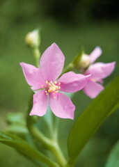 close up of pink hydrangea flowers