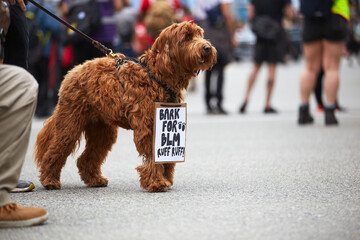 Brown dog on a leash at a protest wearing a small sign on "bark for BLM, ruff ruff"