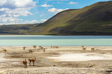 Fototapeta na wymiar Belíssima paisagem da beira do lago de águas verdes, com montanhas ao fundo com grupo de guanacos na margens.