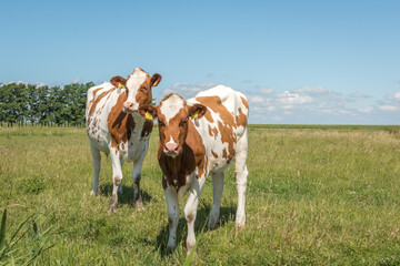 Fototapeta na wymiar two white and brown cows on green farmland, with a blue sky and white clouds