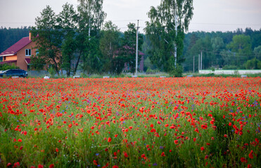 Field of poppies. Background for postcards. Nature in the summer. Sunset sun. Red poppies. Buds of wildflowers and garden flowers. Red poppy blossoms. Copy space