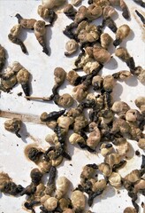 many bird droppings on a white background