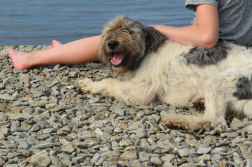 Caucasian child with a dog sitting on the beach in summer lifestyle. Taking care of the animal concept. A child's hand stroking a dog on the beach