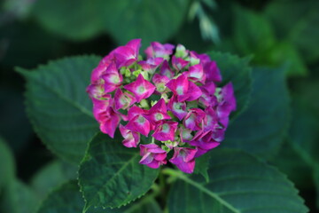 アジサイの濃いピンクの花