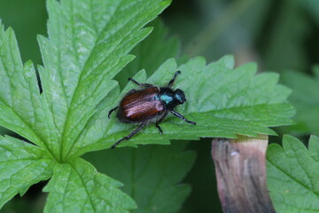 Naklejka premium Gartenlaubkäfers - Phyllopertha horticola