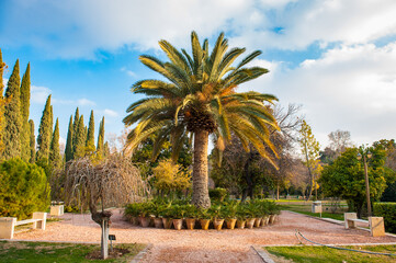 It's Palm tree in the Eram Garden, historic Persian garden in Shiraz, Iran. UNESCO World heritage...