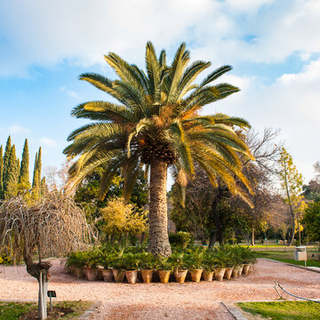It's Palm tree in the Eram Garden, historic Persian garden in Shiraz, Iran. UNESCO World heritage site