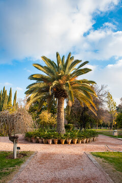 It's Palm tree in the Eram Garden, historic Persian garden in Shiraz, Iran. UNESCO World heritage site
