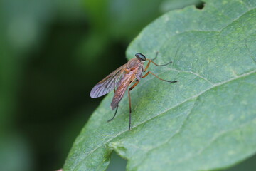 Rhagio vitripennis  - Schwarzfüßige Schnepfenfliege