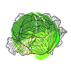 White cabbage