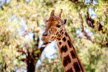 Portrait of a giraffe, head and neck