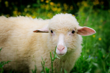 Portrait Sheep  , looking into the camera. Around it and there are yellow flowers and green grass