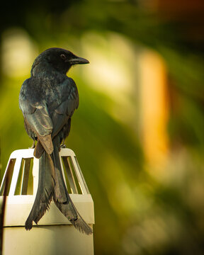 Bronze Drongo bird (Dicrurus aeneus) is sitting and taking rest. The bird is in relaxing mode.