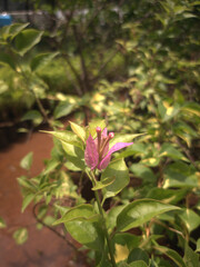 The petals of the Bougainvillea flower are tiny and inconspicuous, and generally white, and it is...