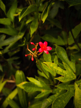 Chethi plant has a lot of uses in Ayurvedic treatment.