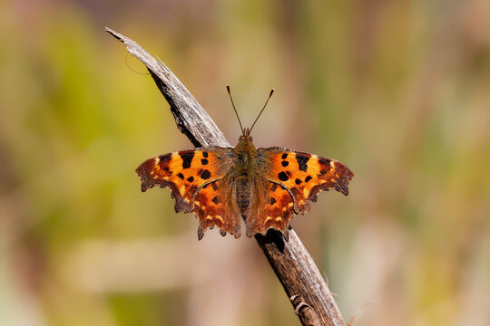 A Comma Butterfly basking in the early spring sunshine.