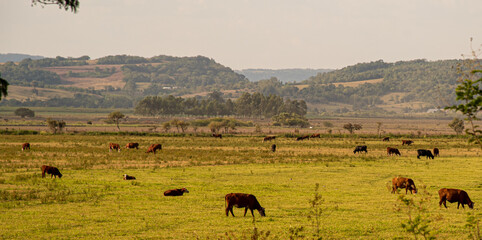 Fototapeta na wymiar Fields of beef cattle in the State of Rio Grande do Sul in southern Brazil