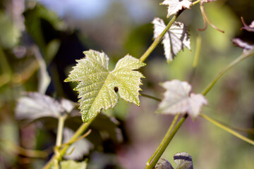 Grapevine. Grape vine leaves in vineyard and sun rays.