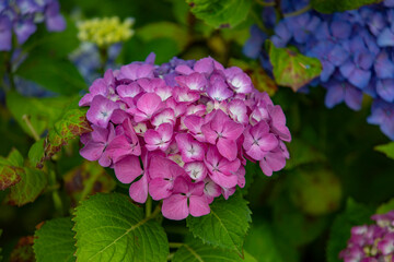 Nature's spring adventure, flowers and colors