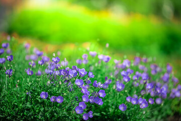 Obraz premium Backyard in spring, garden landscape design with tall and short shrubs and flowers has a beautiful rounded shape in the middle is a green grass, Newly cut lawn Lush green with morning sunlight.