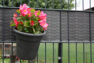 Eisbegonien im Pflanztopf am Zaun