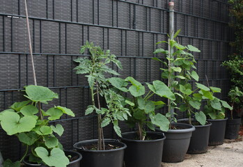 Kürbispflanzen in Töpfen, vor einer Sichtschutzwand