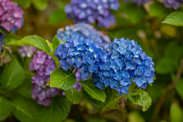 Nature's spring adventure, flowers and colors