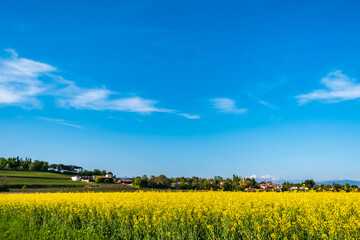 Fields of colza in front of an italian village