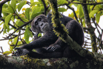 Pan troglodytes schweinfurthii