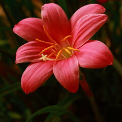 A pink Rosy Rain lily blooming in my garden.  The background in green 