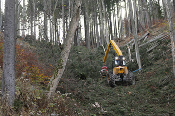 Special forest harvester for extreme slopes in spruce forest processing. Wood harvester anchored...