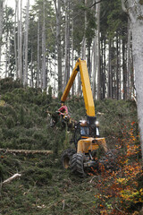 Special forest harvester for extreme slopes in spruce forest processing. Wood harvester anchored...