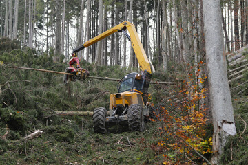 Forest harvester at work - processing spruce forest. Timber harvester. Forestry cutting with a...