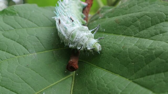 Atlas at moth (Attacus atlas) Is a large saturniid moth found in the tropical and subtropical forests of Southeast Asia and commonly found in the Malay Archipelago.