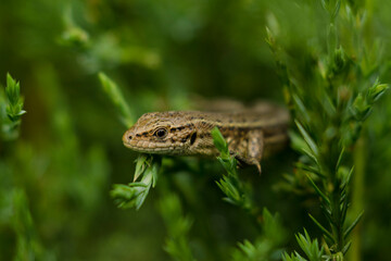 jaszczurka w ogrodzie © M