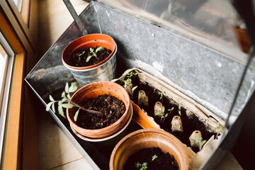 home grown vegetables and herbs - freshly repotted