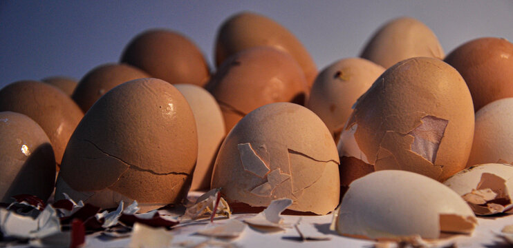 Empty Crushed  Messy Egg Shells On Studio White Background. 