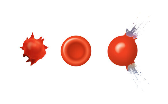 Osmosis in Animal cell