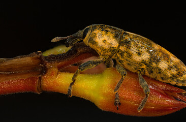 yellow insect
