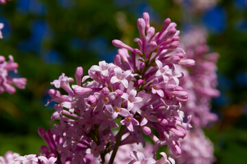 young lilac flowers on a background of blue sky on a bright summer sunny day