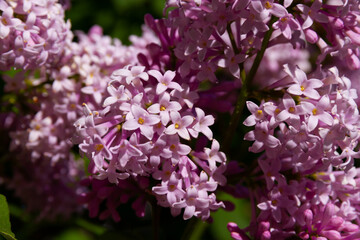 young lilac flowers on a bright summer sunny day