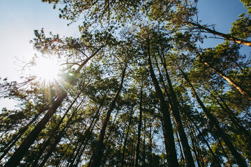 Scenic view of very big and tall pine tree with sun light in the forest when looking up.