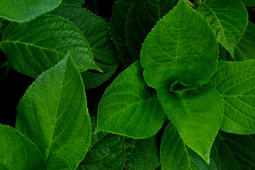 Foglie verdi di ortensia